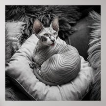 Chat Sphynx sans cheveux