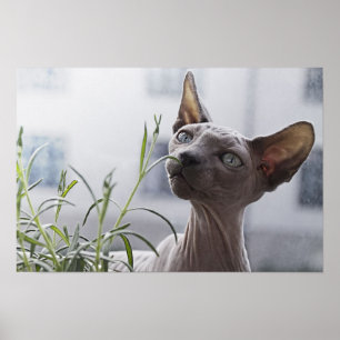 Affiche Chat Sphynx sans poils gris reniflant une plante