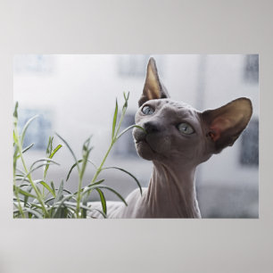 Affiche Chat Sphynx Sans Poils Gris Reniflant une Plante a