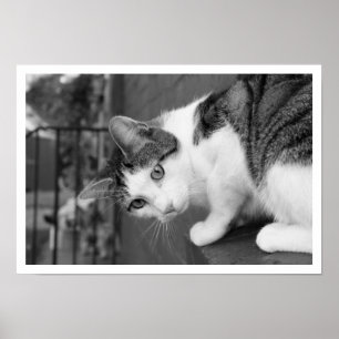 Affiche Chat sur la haie à observer les oiseaux