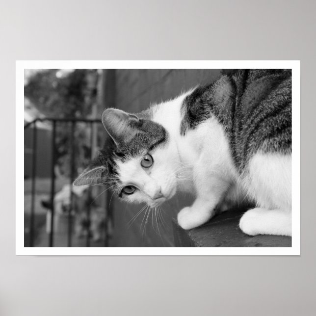 Affiche Chat sur la haie à observer les oiseaux (Devant)