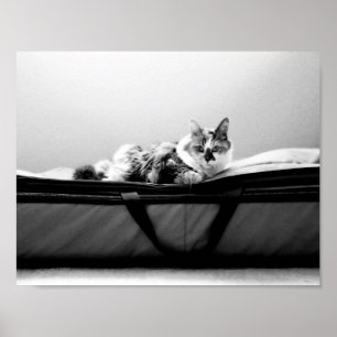 Affiche Chat sur sac