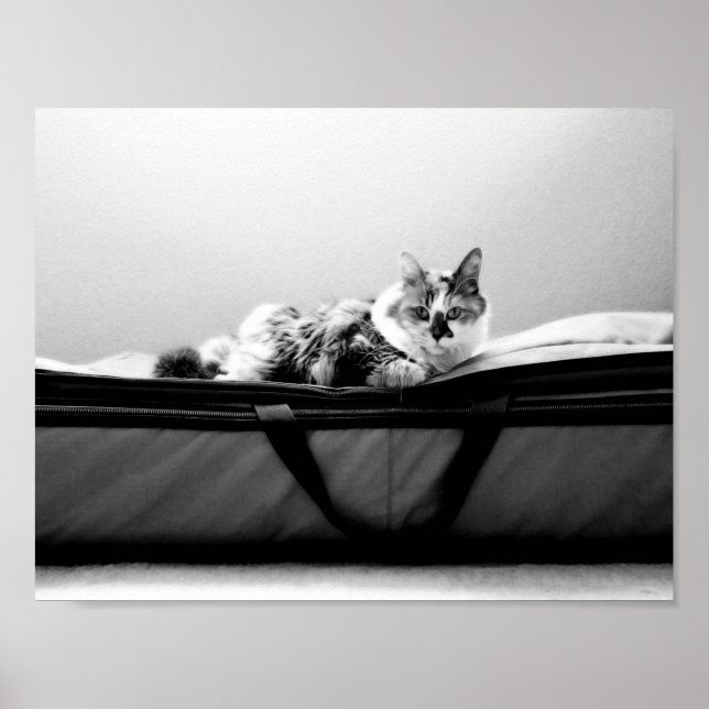 Affiche Chat sur sac (Devant)