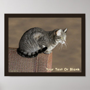 Affiche Chat Tabby Gris Fumé