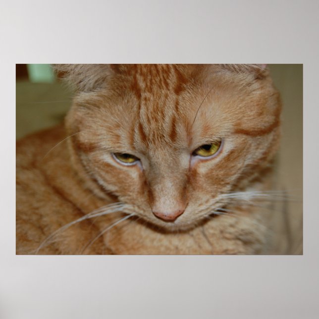 Affiche Chat Tabby Orange (Devant)