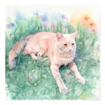 Chat tigré
