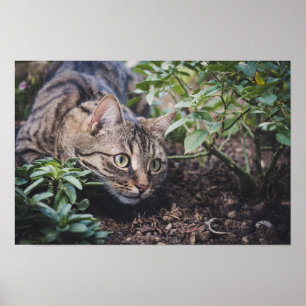 Affiche Chat tigré dans les bois à l'affût