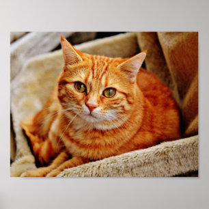 Affiche Chat tigré orange