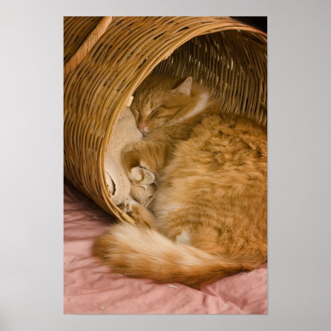 Affiche Chat tigré orange dormant dans un panier (Devant)