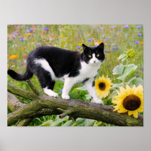 Affiche Chat tuxedo mignon sur une branche d'arbre avec de