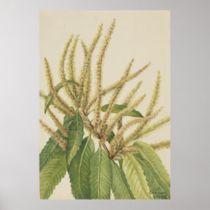 Affiche Châtaigne d'Amérique (Castanea dentata)