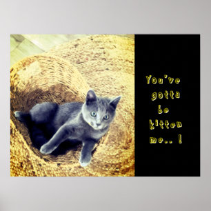 Affiche Chaton