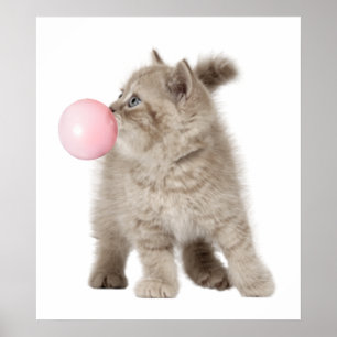 Affiche Chaton adorable bulle de chewing-gum pour la nurse