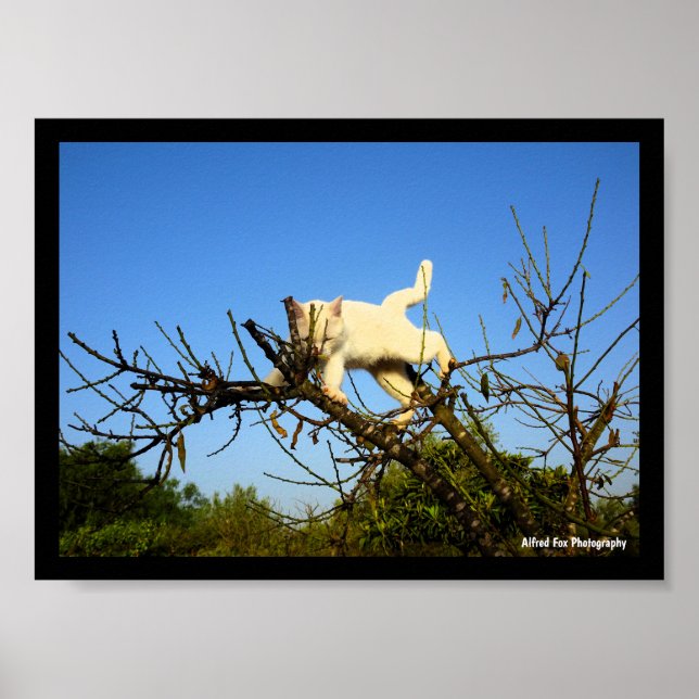 Affiche Chaton blanc maladroit dans un amandier (Devant)