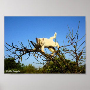 Affiche Chaton blanc maladroit dans un amandier
