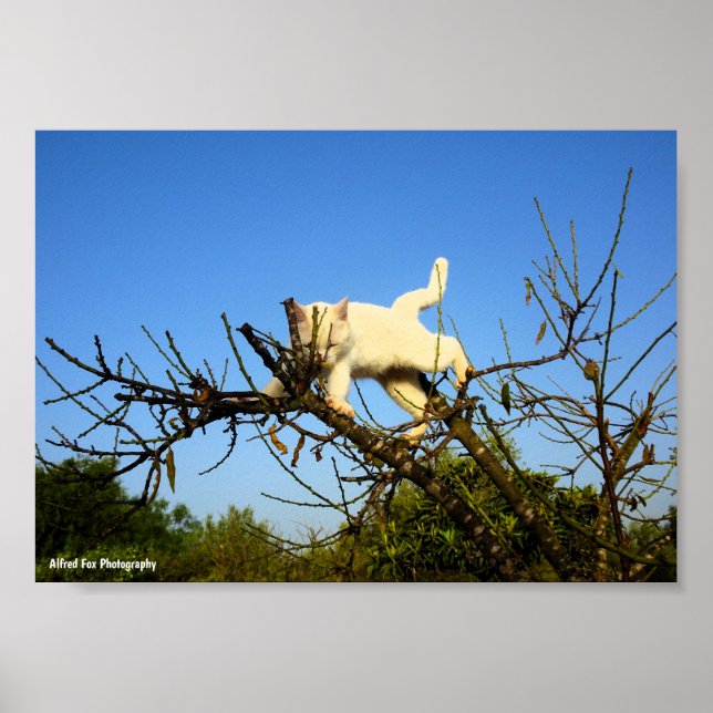 Affiche Chaton blanc maladroit dans un amandier (Devant)