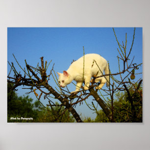 Affiche Chaton blanc sur un amandier