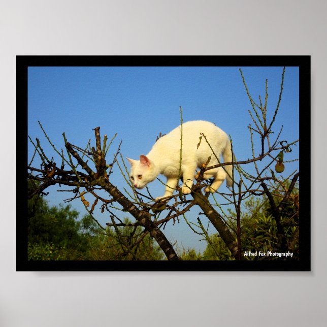 Affiche Chaton blanc sur un amandier (Devant)