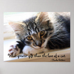 Affiche Chaton de Zorro par l'affiche de fenêtre