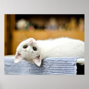 Affiche Chaton irrésistible... câlinable et adorable