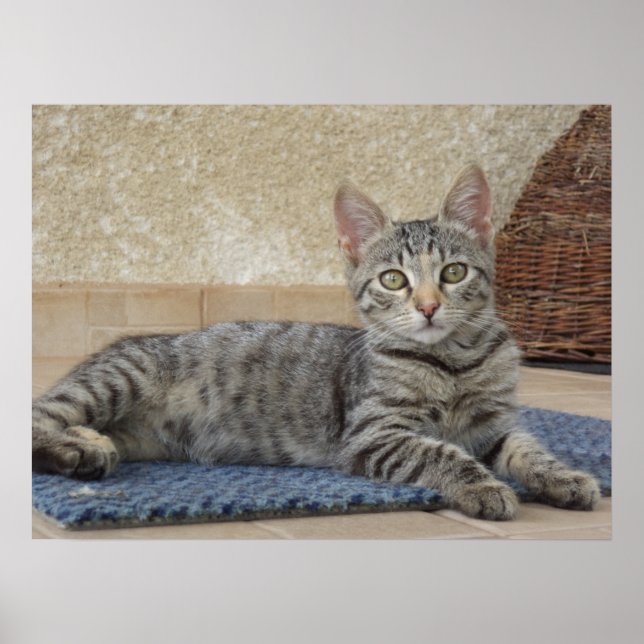 Affiche Chaton Majestueux (Devant)