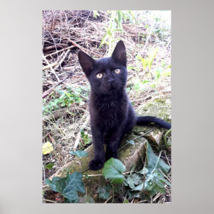 Affiche Chaton noir