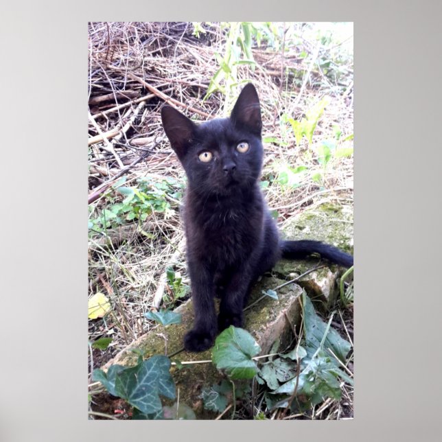 Affiche Chaton noir (Devant)