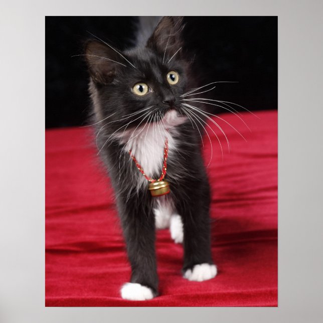 Affiche Chaton noir et blanc à poils courts, 2 mois 1/2 (Devant)