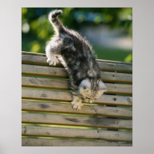 Affiche Chaton se déplaçant vers le bas sur le banc