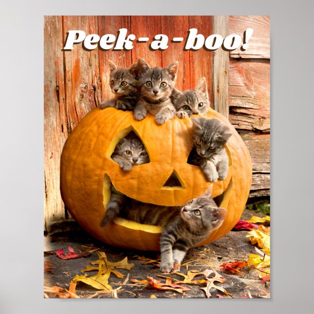 Affiche Chatons à Jack-o-Lantern (Devant)