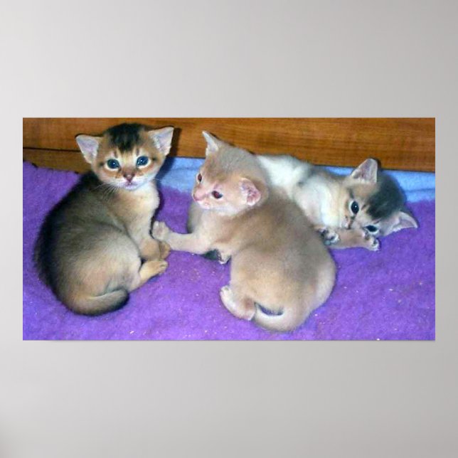 Affiche Chatons Abyssins âgés de 3 semaines (Devant)