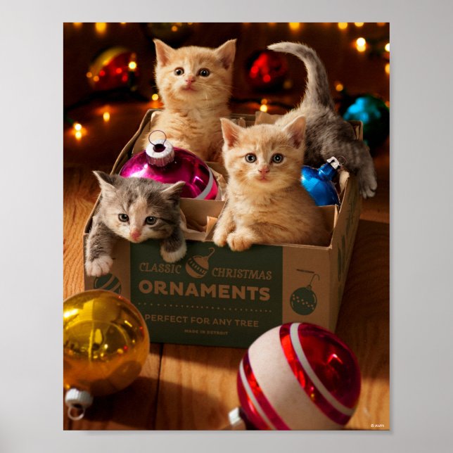 Affiche Chatons en boîte ornementale (Devant)