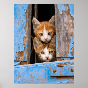Affiche Chatons mignons de chat dans une photo vintage