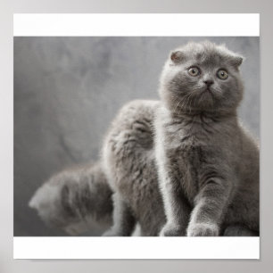 Affiche Chatons pliants écossais