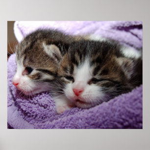 Affiche Chatons somnolents