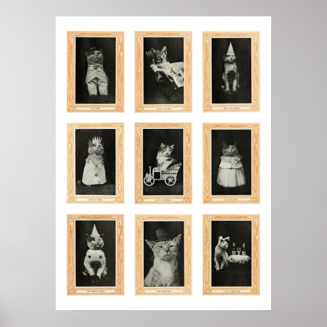 Affiche Chats (Devant)