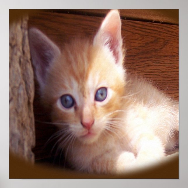Affiche Chats (Devant)