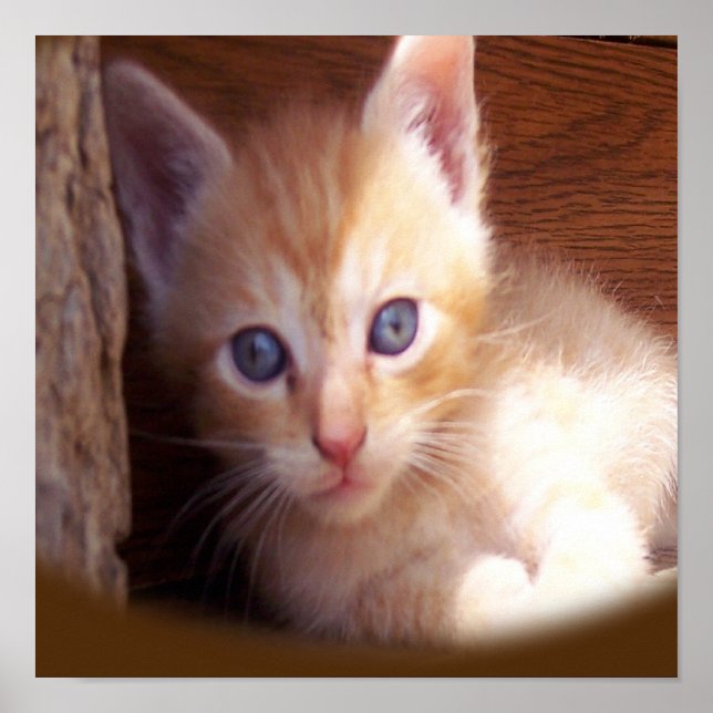 Affiche Chats (Devant)