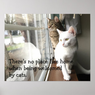 Affiche Chats assis près de la fenêtre