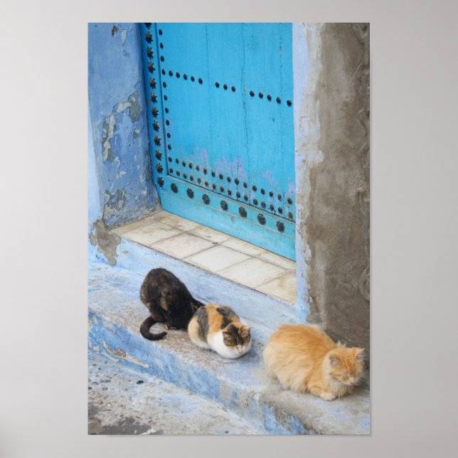 Affiche Chats, Chefchaouen, Maroc (Devant)