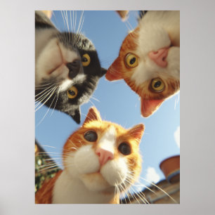Affiche Chats curieux regardant vers le bas