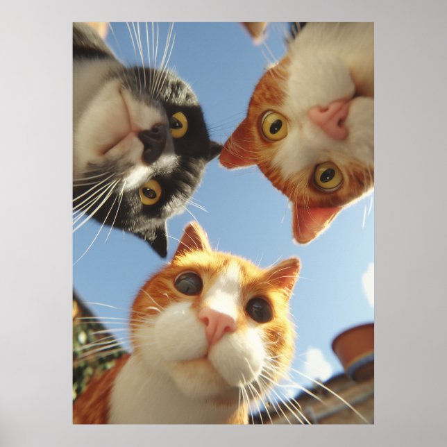 Affiche Chats curieux regardant vers le bas (Devant)