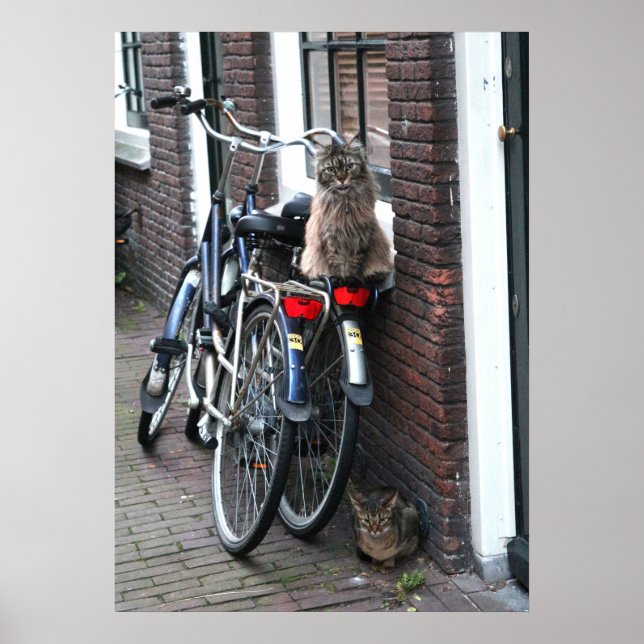 Affiche Chats d'Amsterdam à vélo Photo (Devant)