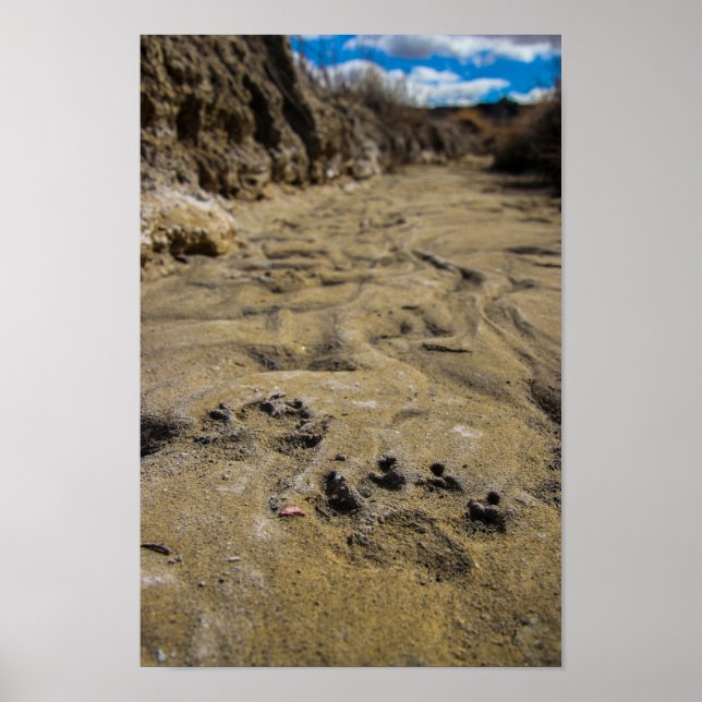 Affiche Chats des Badlands (Devant)