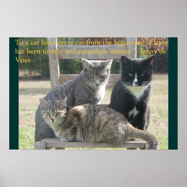 Affiche Chats uniques (Devant)