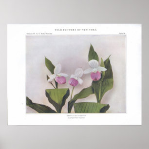 Affiche Chaussure à lèvres - Cypripedium reginae