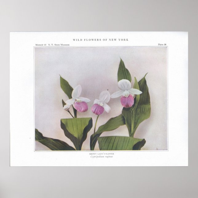 Affiche Chaussure à lèvres - Cypripedium reginae (Devant)