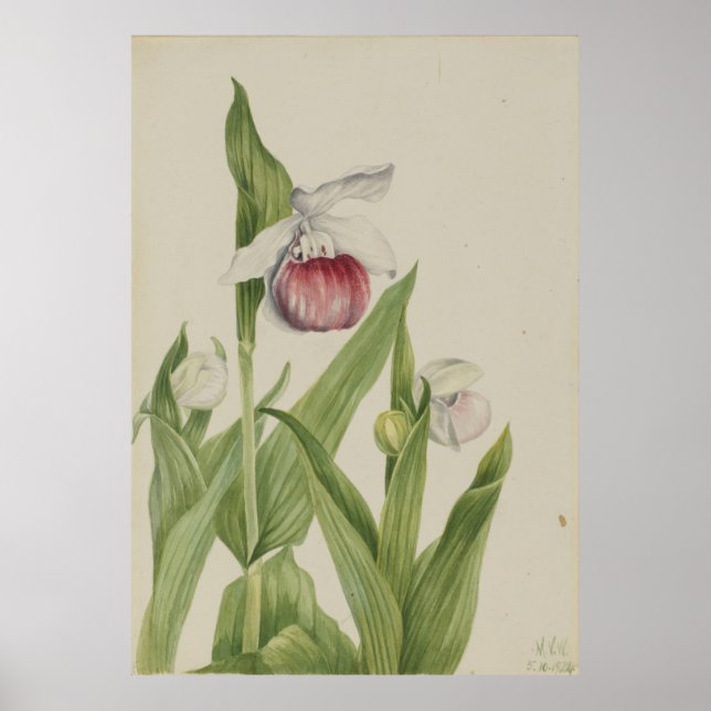 Affiche Chaussure à lèvres (Cypripedium reginae) (Devant)