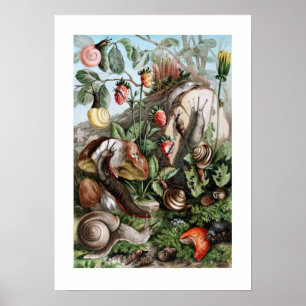 Affiche Chaussures et escargots