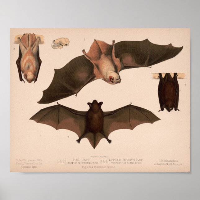 Affiche Chauve-souris rouge, Petite chauve-souris Brown |  (Devant)